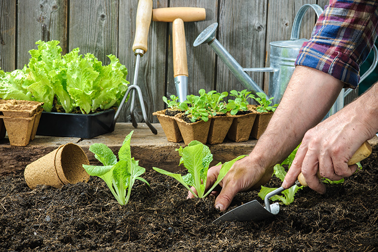 Someone planting a vegetable garden.